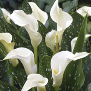 Arum lily 'Albomaculata'
